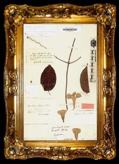 framed  Alexander von Humboldt Bignonia chicagoensis Bureau, ta009-2